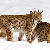 Fotogalerie: Fotogalerie: Naturschätze Europas - Bild 12