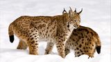Fotogalerie: Fotogalerie: Naturschätze Europas - Bild 12