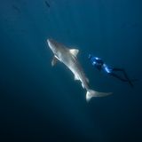 Fotogalerie: Fotogalerie: Apnoetauchen - Bild 6