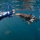 Fotogalerie: Fotogalerie: Apnoetauchen - Bild 7