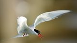 Fotogalerie: Seeschwalben