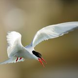 Fotogalerie: Seeschwalben