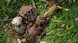 Fotogalerie: Seeschwalben - Bild 6