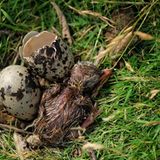 Fotogalerie: Seeschwalben - Bild 6