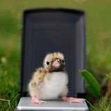 Fotogalerie: Seeschwalben - Bild 7