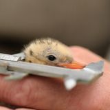 Fotogalerie: Seeschwalben - Bild 8