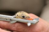 Fotogalerie: Seeschwalben - Bild 8