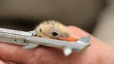Fotogalerie: Seeschwalben - Bild 8