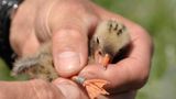 Fotogalerie: Seeschwalben - Bild 9