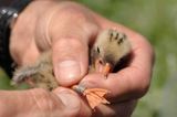 Fotogalerie: Seeschwalben - Bild 9