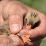 Fotogalerie: Seeschwalben - Bild 9