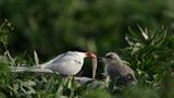 Fotogalerie: Seeschwalben - Bild 10