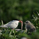 Fotogalerie: Seeschwalben - Bild 10