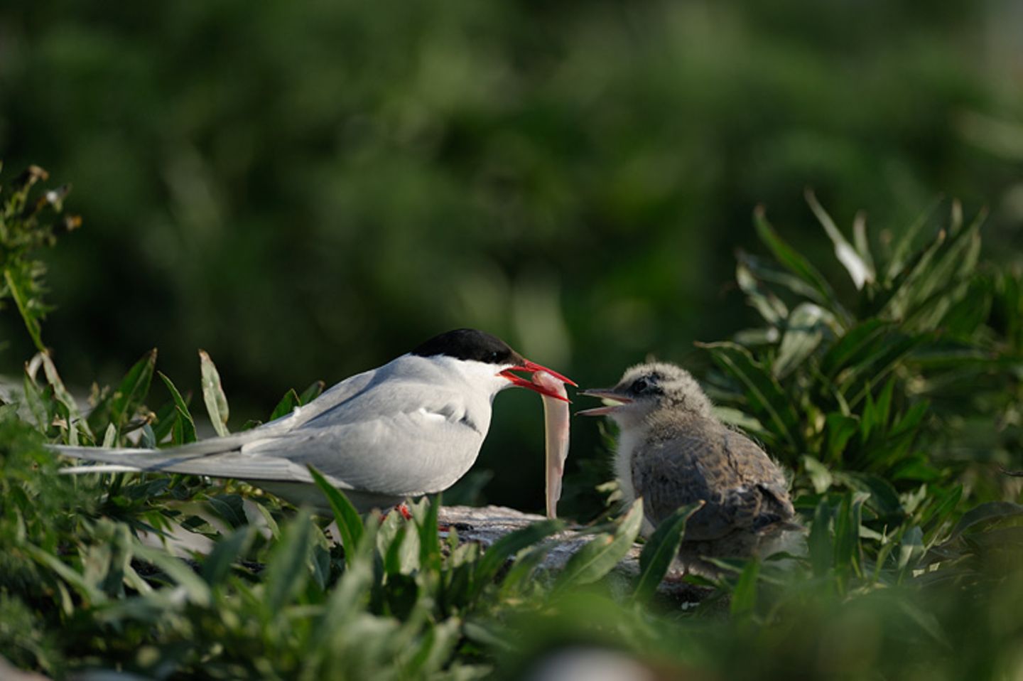 Fotogalerie: Seeschwalben - Bild 10 Fotogalerie: Seeschwalben - Bild 10