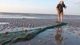 Fotogalerie: Seeschwalben - Bild 11