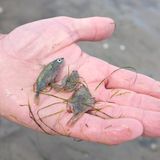 Fotogalerie: Seeschwalben - Bild 12