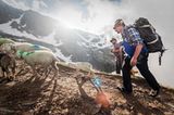 Mit 2000 Schafen über die Alpen