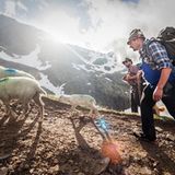 Mit 2000 Schafen über die Alpen