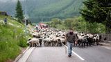 Mit 2000 Schafen über die Alpen - Bild 2