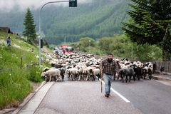 Mit 2000 Schafen über die Alpen - Bild 2