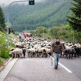 Mit 2000 Schafen über die Alpen - Bild 2