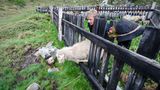 Mit 2000 Schafen über die Alpen - Bild 3