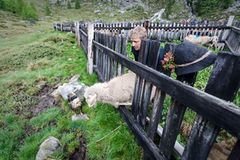 Mit 2000 Schafen über die Alpen - Bild 3