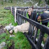 Mit 2000 Schafen über die Alpen - Bild 3