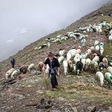 Mit 2000 Schafen über die Alpen - Bild 4