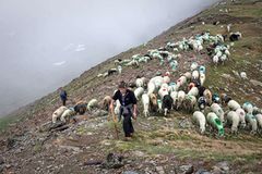 Mit 2000 Schafen über die Alpen - Bild 4