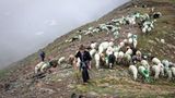 Mit 2000 Schafen über die Alpen - Bild 4