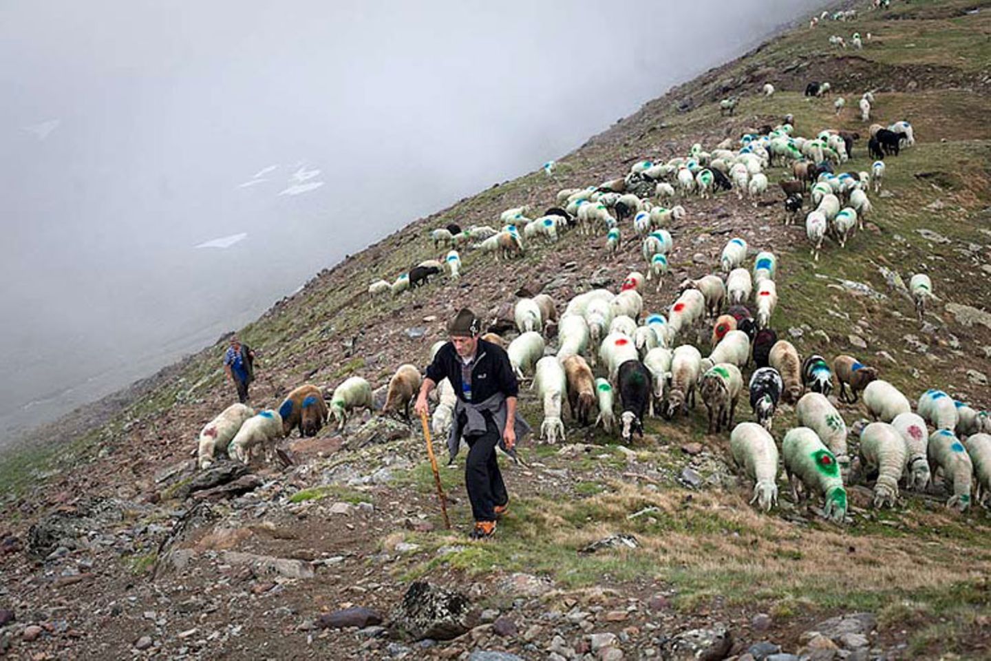 Mit 2000 Schafen über die Alpen - Bild 4