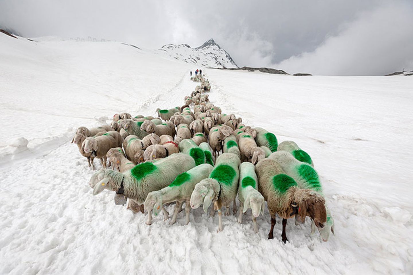 Mit 2000 Schafen über die Alpen - Bild 5