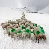 Mit 2000 Schafen über die Alpen - Bild 5