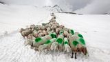 Mit 2000 Schafen über die Alpen - Bild 5