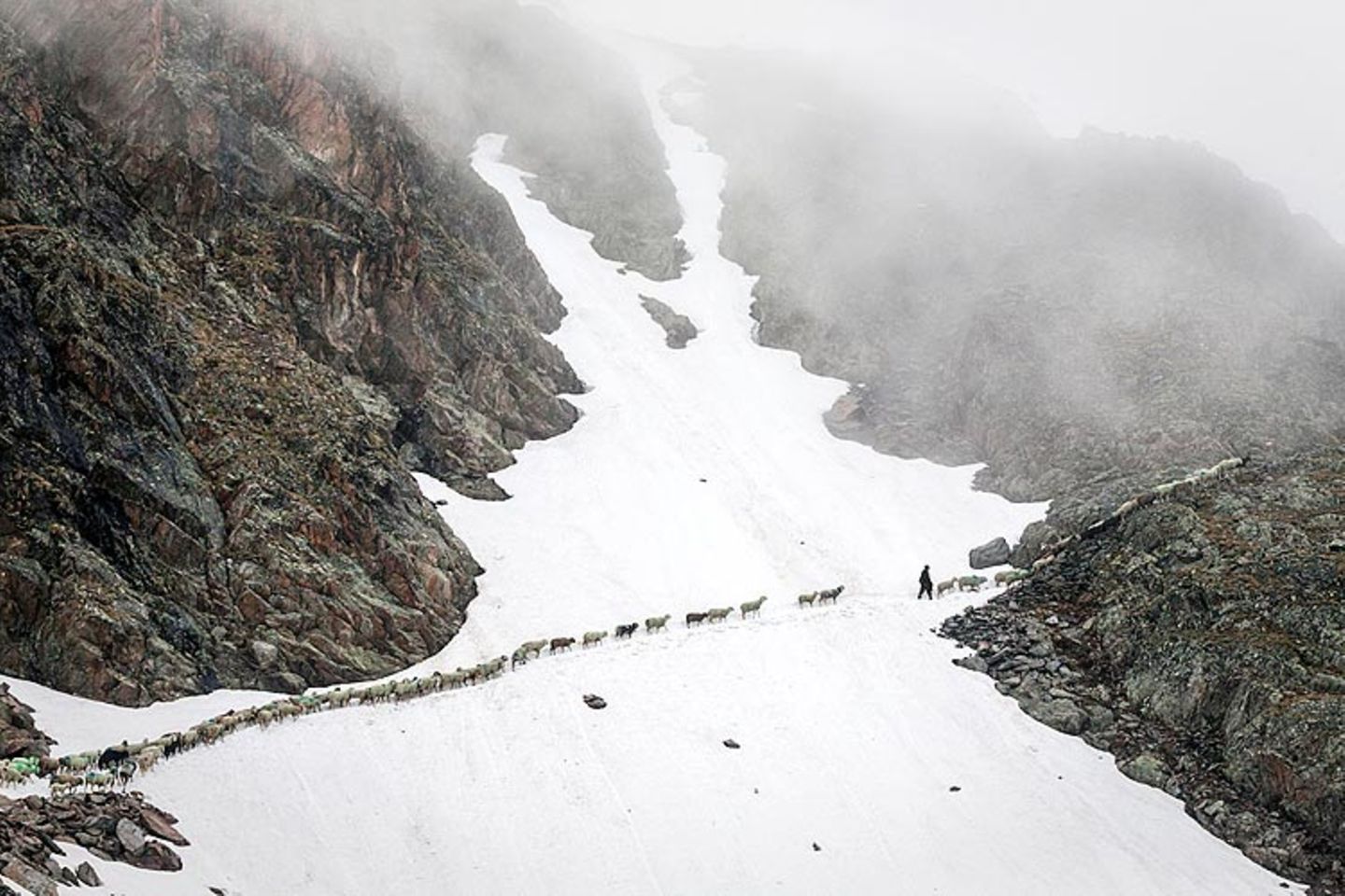 Mit 2000 Schafen über die Alpen - Bild 6