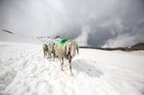 Mit 2000 Schafen über die Alpen - Bild 7
