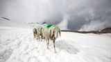Mit 2000 Schafen über die Alpen - Bild 7