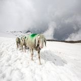 Mit 2000 Schafen über die Alpen - Bild 7