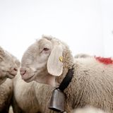 Mit 2000 Schafen über die Alpen - Bild 8