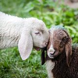 Mit 2000 Schafen über die Alpen - Bild 10