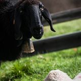 Mit 2000 Schafen über die Alpen - Bild 11