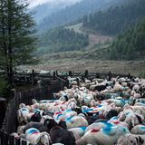 Mit 2000 Schafen über die Alpen - Bild 13