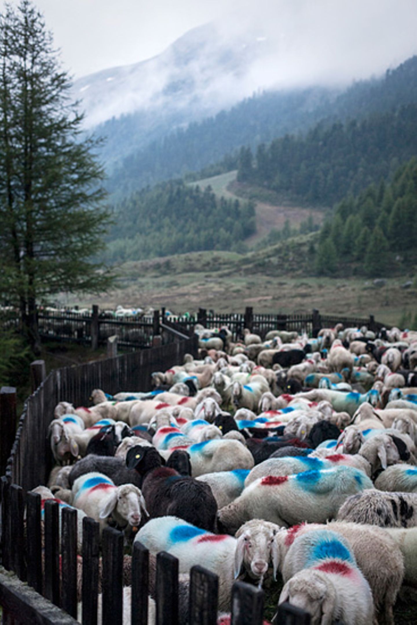 Mit 2000 Schafen über die Alpen - Bild 13