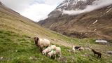 Mit 2000 Schafen über die Alpen - Bild 14
