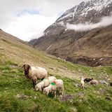 Mit 2000 Schafen über die Alpen - Bild 14
