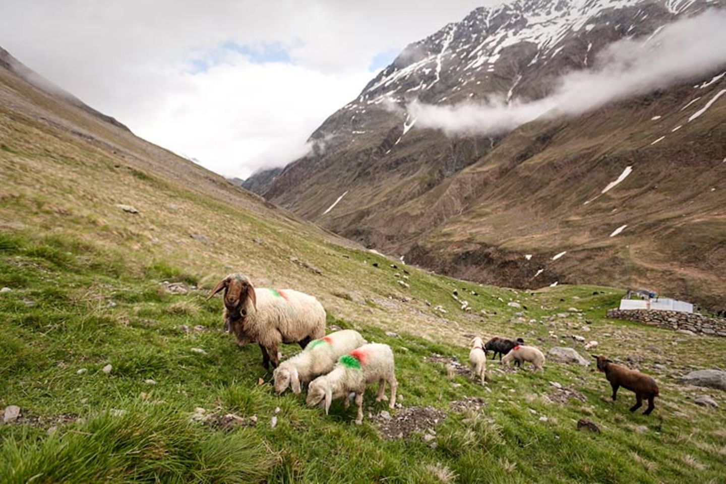 Mit 2000 Schafen über die Alpen - Bild 14