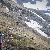 Mit 2000 Schafen über die Alpen - Bild 16
