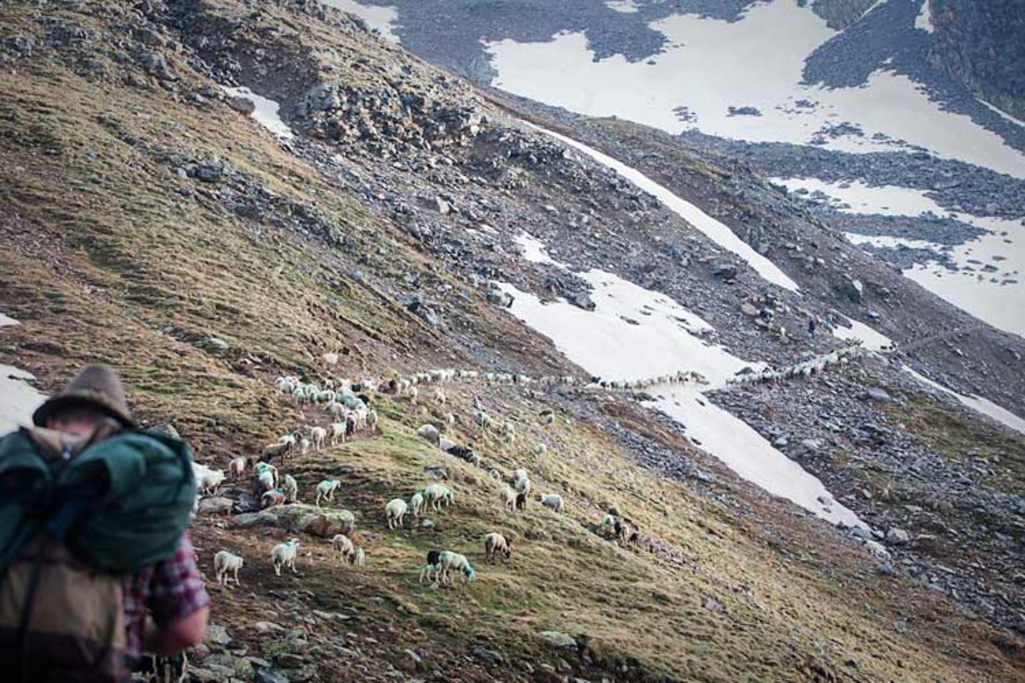 Mit 2000 Schafen über die Alpen - Bild 16