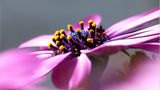 Blüte